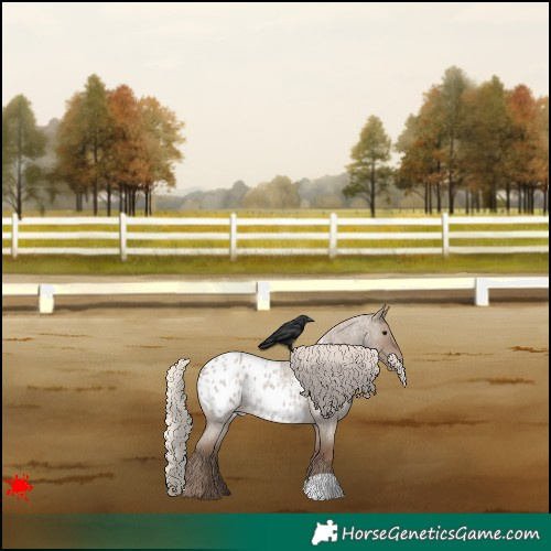Horse Color:Silver Grullo Roan Appaloosa 