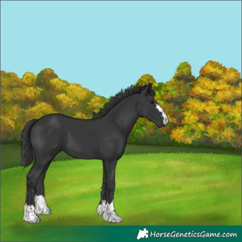 Horse Color:Black 