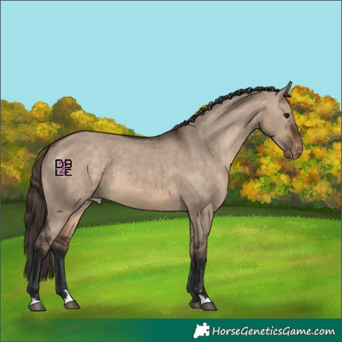 Horse Color:Brown Dun Varnish 