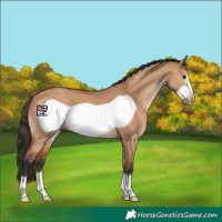 Horse Color:Bay Dun Frame
