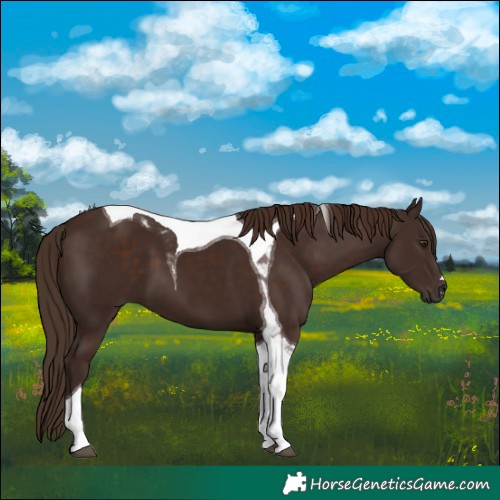 Horse Color:Liver Chestnut Tobiano 