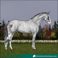 Horse Color:Blue Roan Merle Splash Skewed Appaloosa 