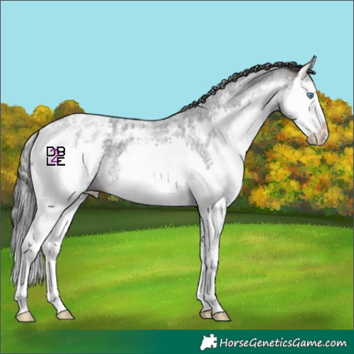 Horse Color:Brown Roan Merle Splash Skewed Appaloosa 