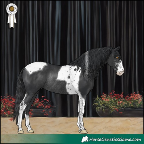 Horse Color:Black Sabino Tobiano Rabicano 