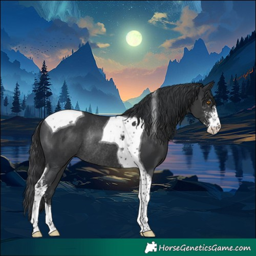 Horse Color:Black Sabino Tobiano Rabicano 