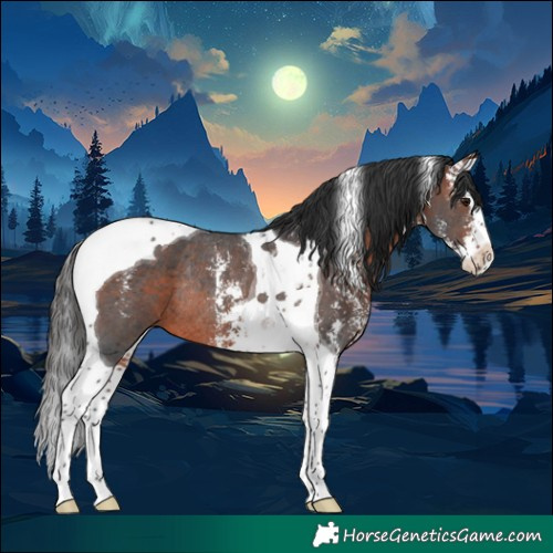 Horse Color:Brown Sabino Splash Tobiano Rabicano 