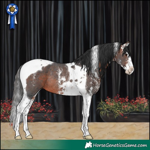 Horse Color:Brown Sabino Splash Tobiano Rabicano 