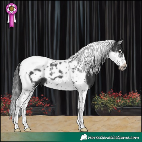Horse Color:Black Splash Tobiano Frame 