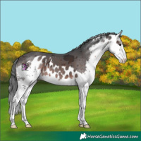 Horse Color:Brown Merle Splash Skewed LP Spotted 