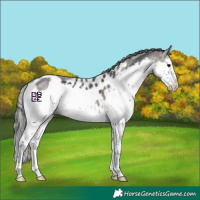 Horse Color:Brown Merle Splash Skewed LP Spotted