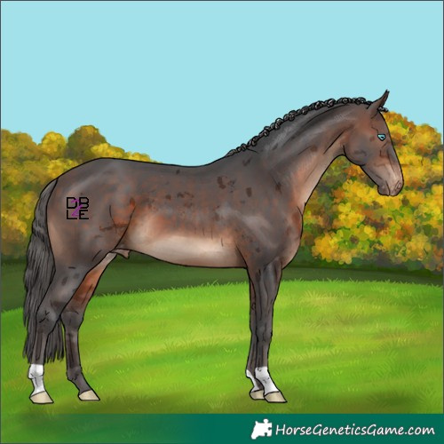 Horse Color:Brown Merle Skewed Appaloosa