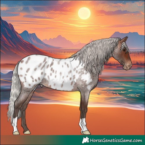 Horse Color:Silver Brown Roan Appaloosa 
