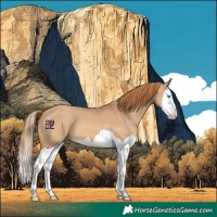Horse Color:Red Dun Splash