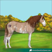 Horse Color:Red Dun Sabino Splash