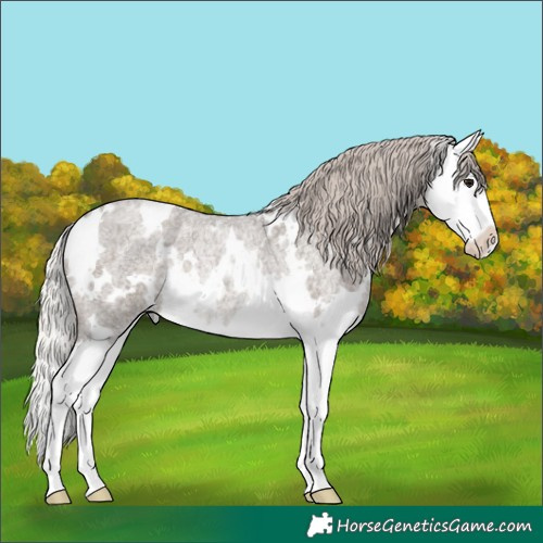 Horse Color:White Spotted Silver Blue Roan Splash Rabicano