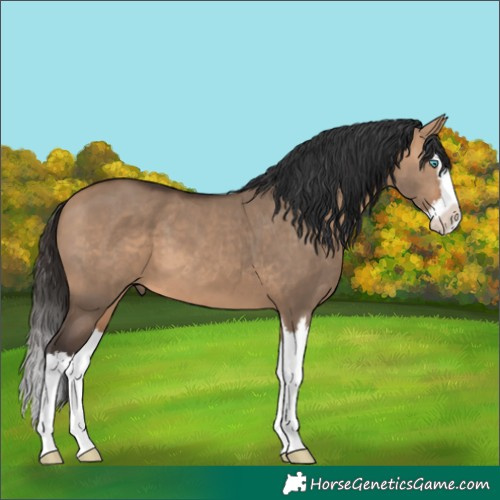 Horse Color:Bay Dun Splash