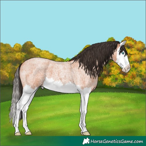 Horse Color:Bay Roan Splash 
