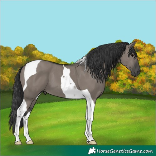 Horse Color:Grullo Tobiano