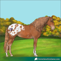 Horse Color:Chestnut Blanket
