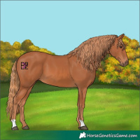 Horse Color:Chestnut 