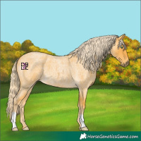 Horse Color:Palomino Roan