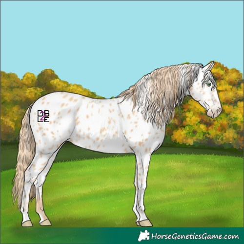 Horse Color:Gold Champagne Appaloosa
