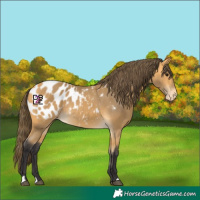 Horse Color:Buckskin Blanket 
