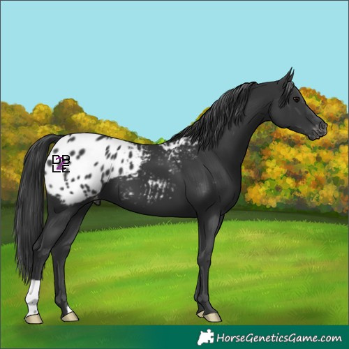 Horse Color:Black Appaloosa 