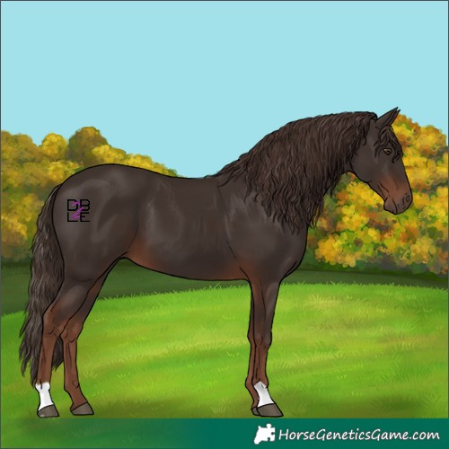 Horse Color:Liver Chestnut