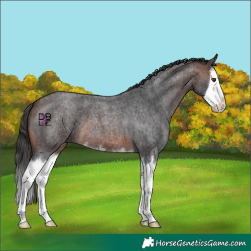 Horse Color:Brown Roan Splash 