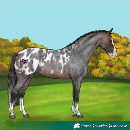 Horse Color:Brown Roan Splash Near Leopard