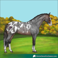 Horse Color:Brown Roan Splash Near Leopard 