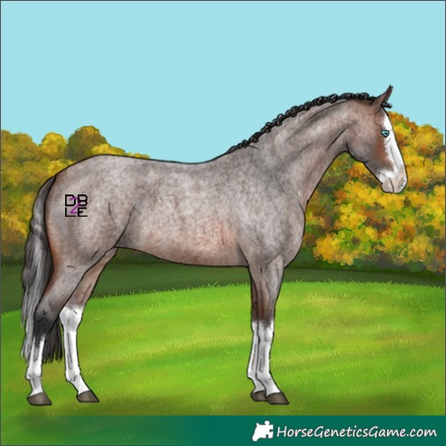 Horse Color:Brown Roan Splash 
