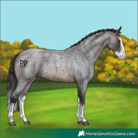 Horse Color:Brown Roan Splash