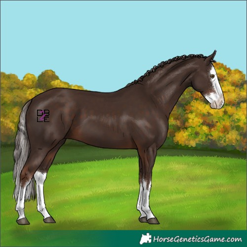 Horse Color:Liver Chestnut Splash 