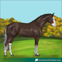 Horse Color:Liver Chestnut Splash 