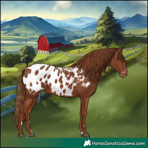 Horse Color:Chestnut Appaloosa
