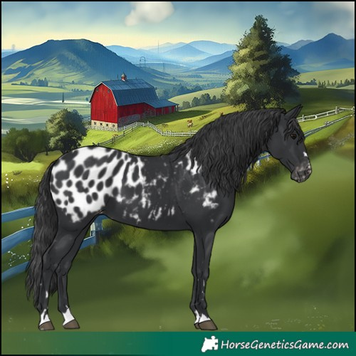 Horse Color:Black Appaloosa