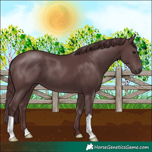 Horse Color:Chocolate Black 