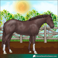 Horse Color:Chocolate Black