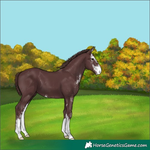 Horse Color:Chocolate Black Sabino