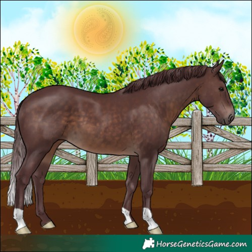 Horse Color:Chocolate Brown 