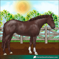 Horse Color:Gray Chocolate Black
