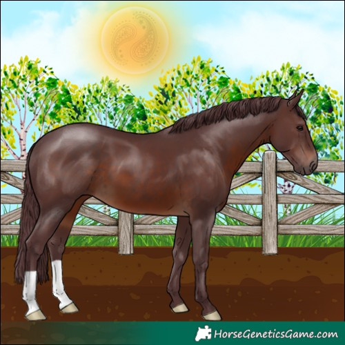 Horse Color:Chocolate Brown