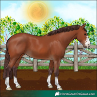 Horse Color:Chocolate Bay