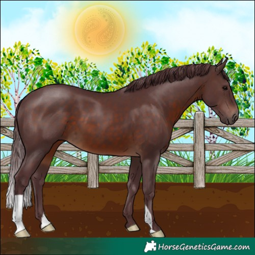 Horse Color:Chocolate Brown 