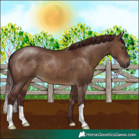 Horse Color:Gray Chocolate Brown Dun 