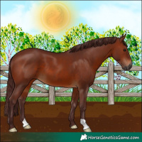 Horse Color:Gray Chocolate Bay 
