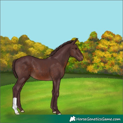 Horse Color:Chocolate Brown 