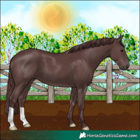 Horse Color:Chocolate Black